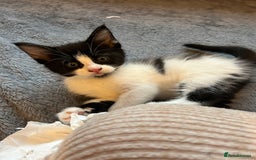 Maine Coon cats for sale: Maine coon babies - Advert 14