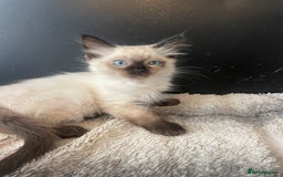 Ragdoll cats for sale: Seal boy needing  a special loving. Home  - Image 2