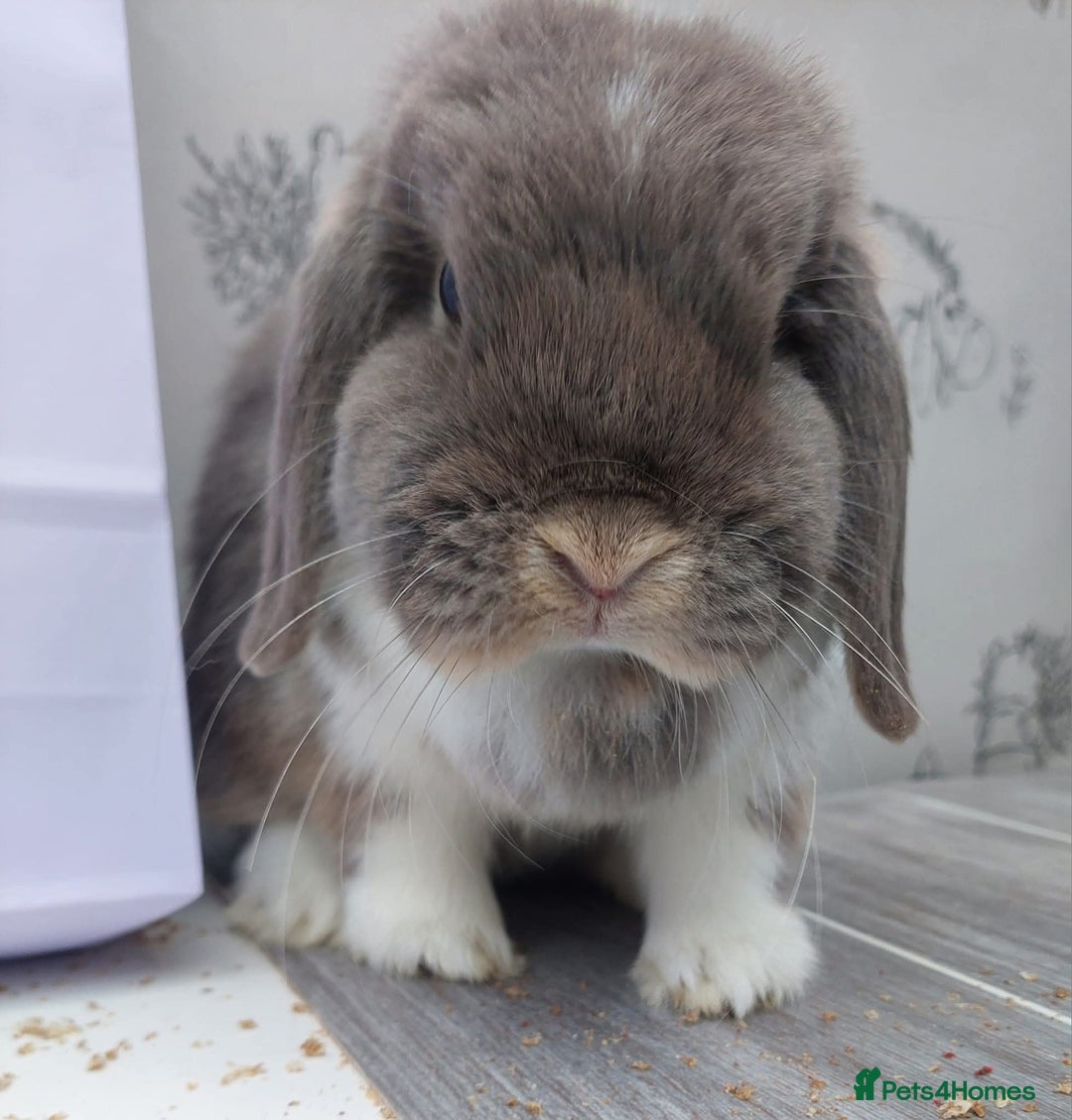 Mini Lop rabbits for sale: Mini lops - Image 4