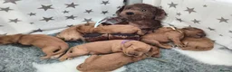 Cockapoo dogs for sale: Stunning Red F1B Cockapoos in Glasgow - Advert 9