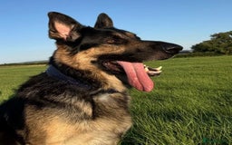 German Shepherd dogs for sale: Stunning German Shepard Litter Only 4 girls left - Image 32