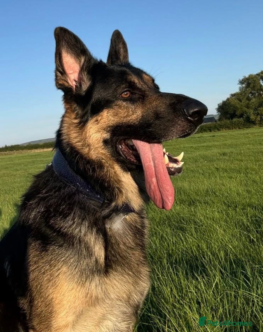 German Shepherd dogs for sale: Stunning German Shepard Litter Only 4 girls left - Image 32