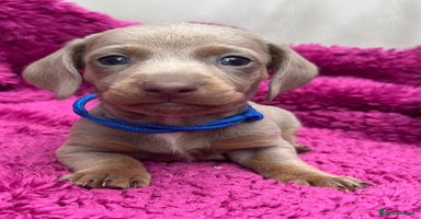 Dachshund dogs - Advert 2