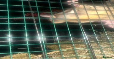 Sugar Glider rodents - Advert 10