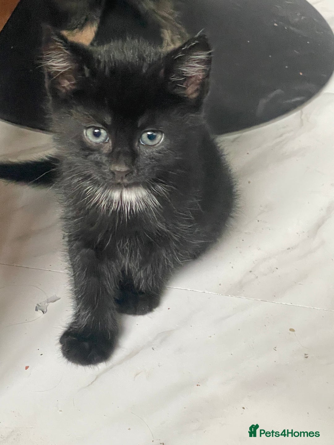 Mixed Breed cats for sale: 4 Beautiful & playful kittens - Advert 4