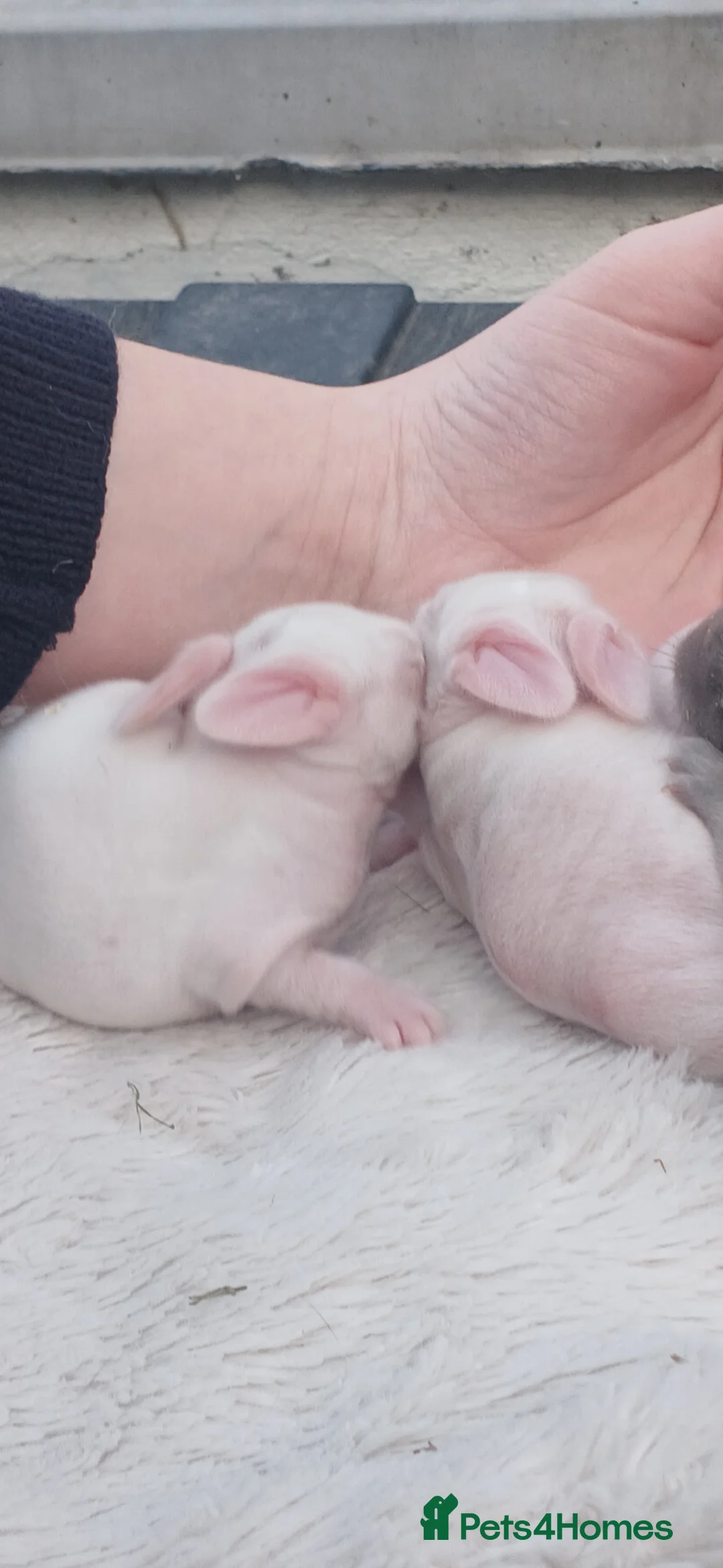 Mixed Breed rabbits for sale: 2 albino rabbits in Llandudno - Advert 2