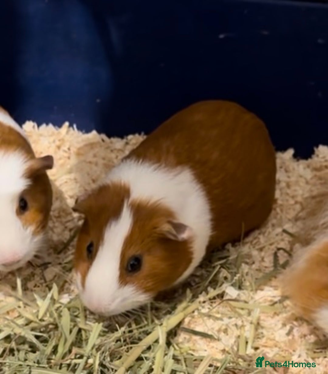 Guinea Pig rodents for sale: Guinea pigs for sale - Image 2