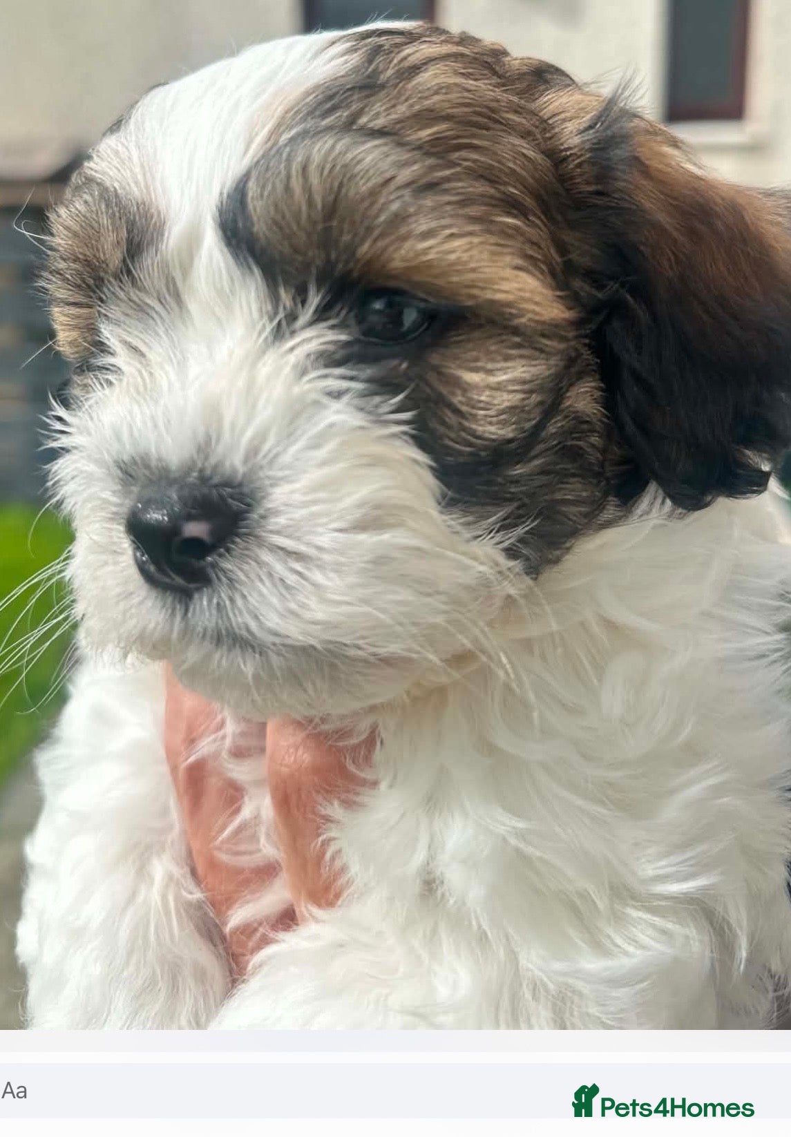 Mixed Breed dogs for sale: Havanese mix  - Advert 5