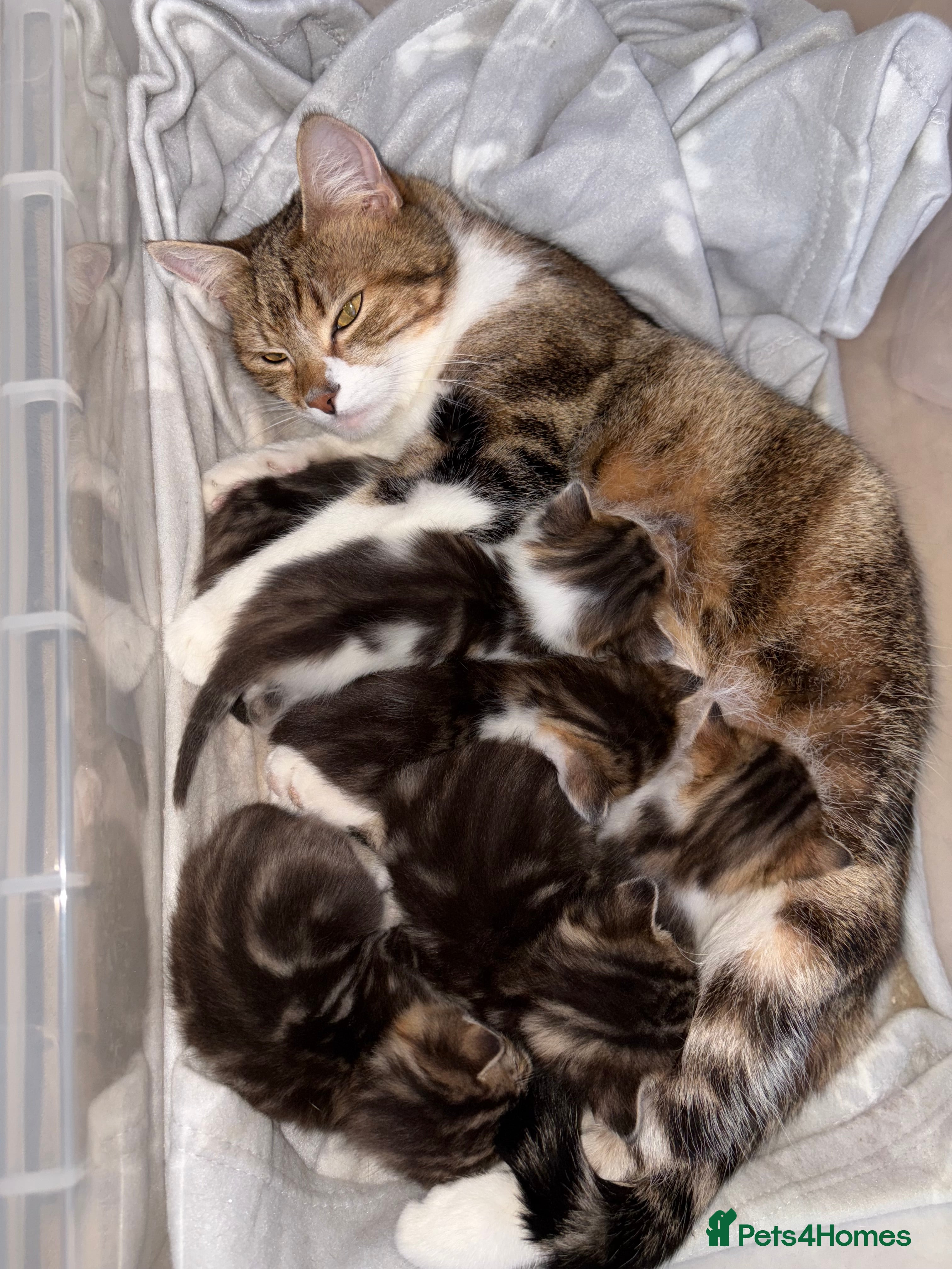 British Shorthair cats Kittens - Advert 1