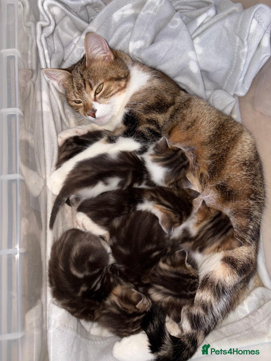 British Shorthair cats for sale: Kittens - Advert 1