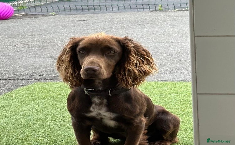 Cocker Spaniel dogs Champion bred cocker spaniel working type  - Advert 1