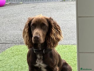 Cocker Spaniel dogs Champion bred cocker spaniel working type - Advert 3