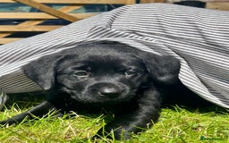 Labrador Retriever dogs for sale: Beautiful Black Labrador Puppies - Image 1