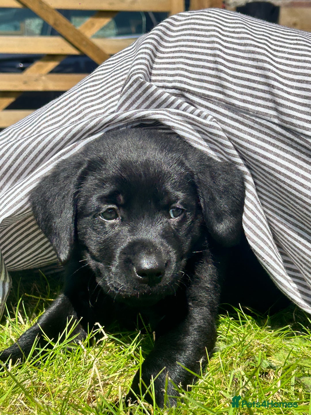 Labrador Retriever dogs for sale: Beautiful Black Labrador Puppies - Image 1