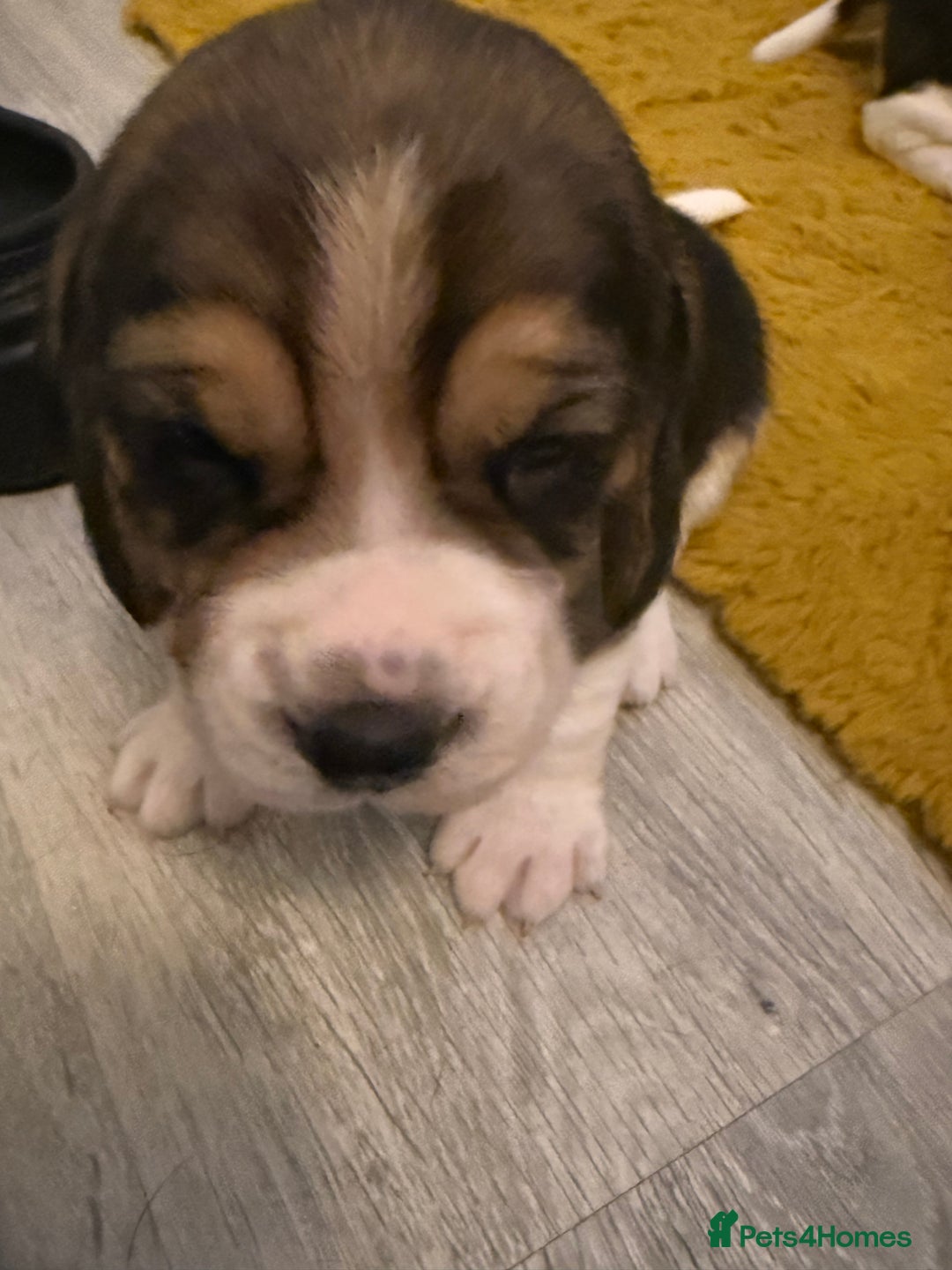 Beagle dogs for sale: Beagle puppies  - Advert 3