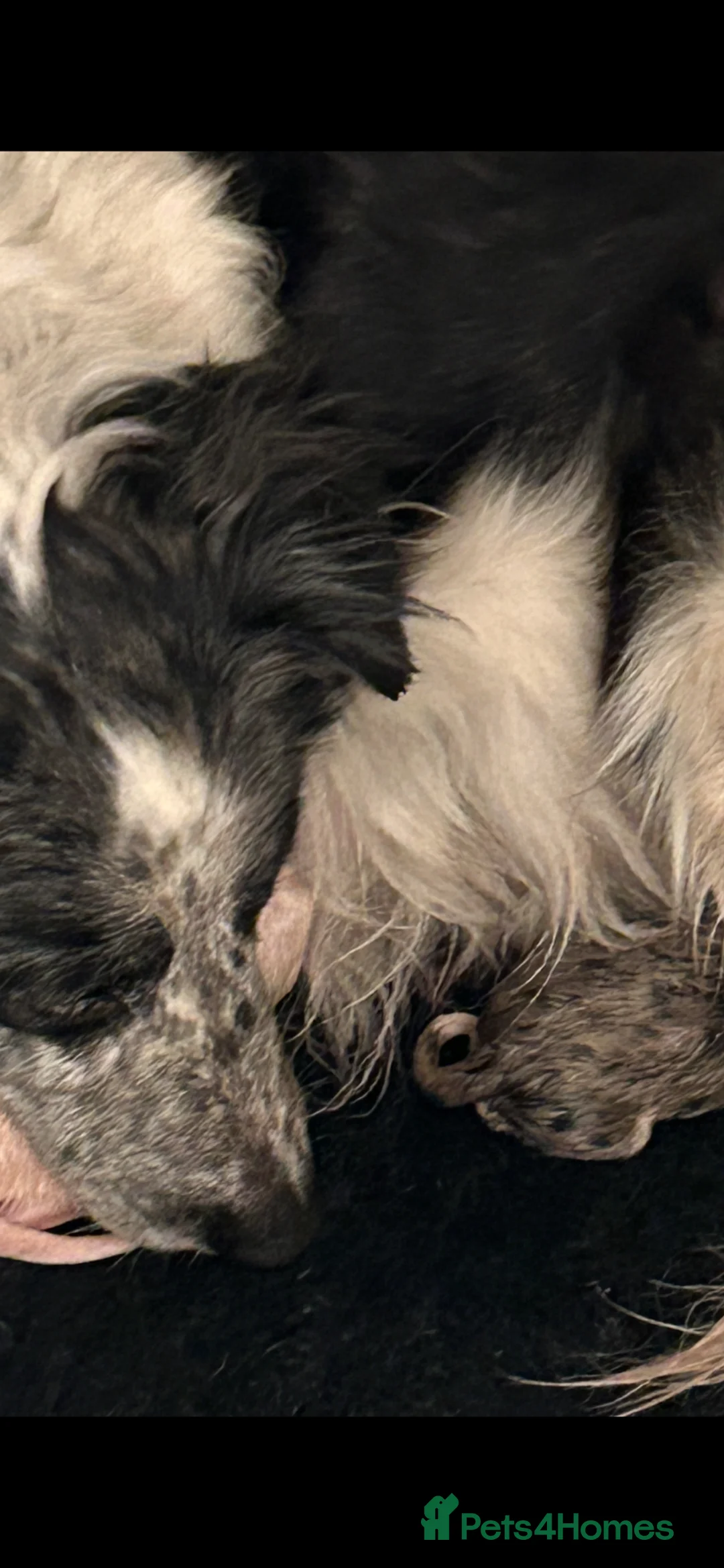 Border Collie dogs for sale: Beautiful Border Collie Pups - Advert 2