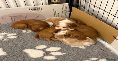 Cavalier King Charles Spaniel dogs KC Registered Cavaliers ✨ Health Tested ✨ - Advert 1