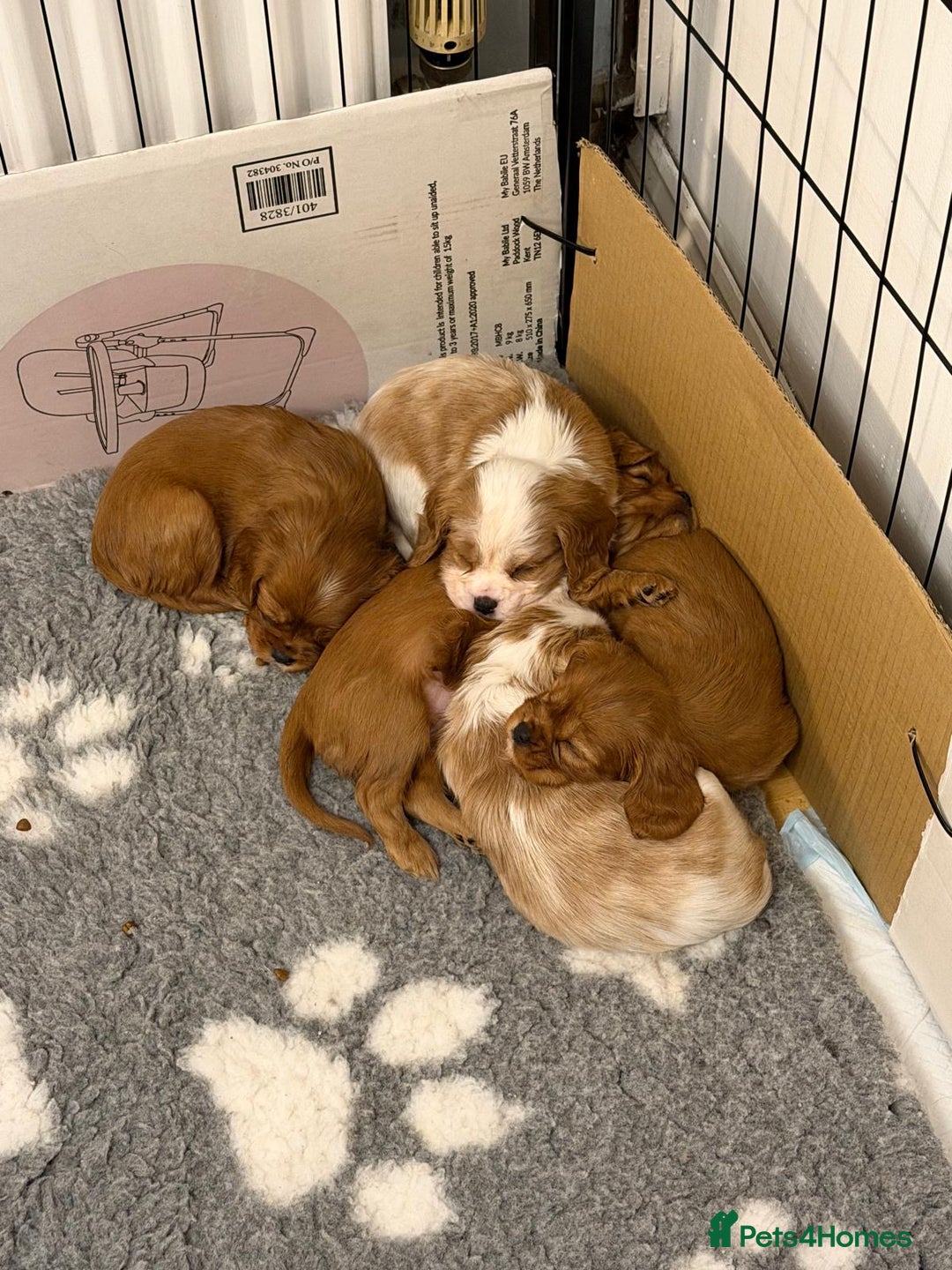 Cavalier King Charles Spaniel dogs for sale: Beautiful KC Registered Boy ✨ Health Tested ✨ - Advert 4