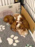 Cavalier King Charles Spaniel dogs KC Registered Cavaliers ✨ Health Tested ✨ - Advert 1