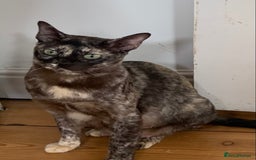 Burmese cats for sale: Beautiful Burmese boys for sale - Image 10