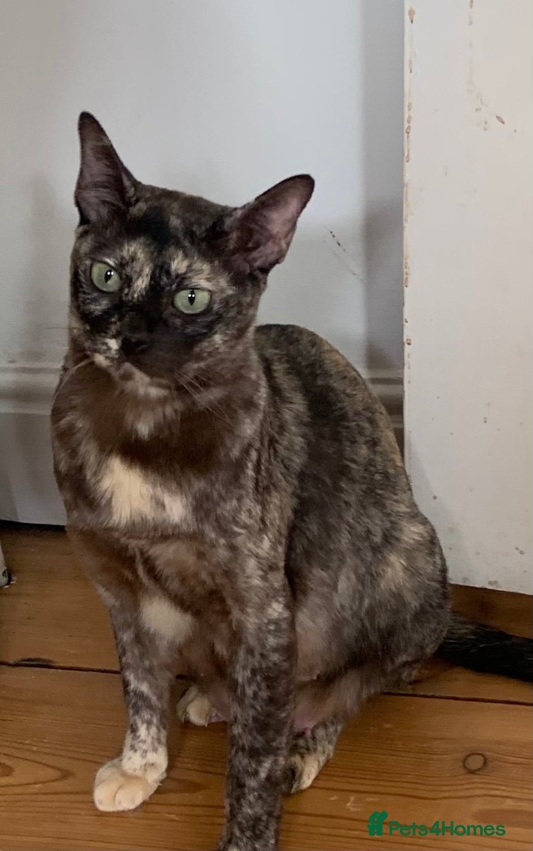 Burmese cats for sale: Beautiful Burmese boys for sale - Image 10