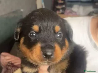 Rottweiler dogs Rottweiler puppies - Advert 1