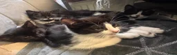 Mixed Breed cats for sale: Kittens for sale in London - Advert 8