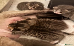 Mixed Breed cats for sale: Devon Rex x Bengal cross kittens  - Advert 2