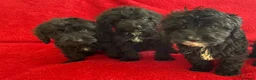 Cockapoo dogs for sale: F1 Black Cockapoo puppies - Advert 2