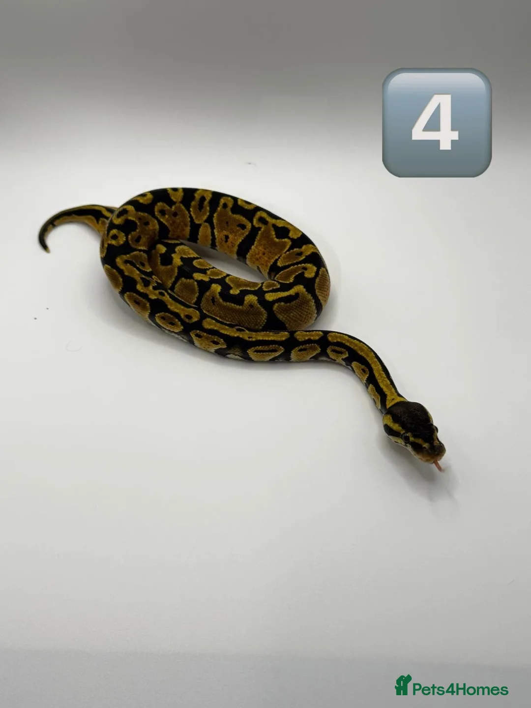 Python Snake reptiles for sale: Baby ball pythons for sale  - Advert 3