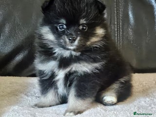 Pomeranian dogs 1 beautifull pomeranian puppy - Advert 16