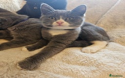 Mixed Breed cats for sale: Beautiful British Shorthair Cross  - Image 11