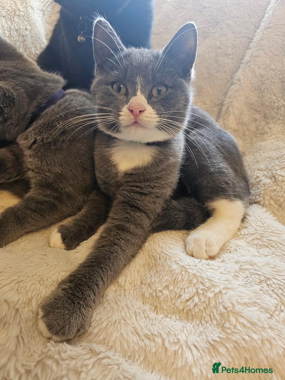 Mixed Breed cats for sale: Beautiful British Shorthair Cross  - Image 11