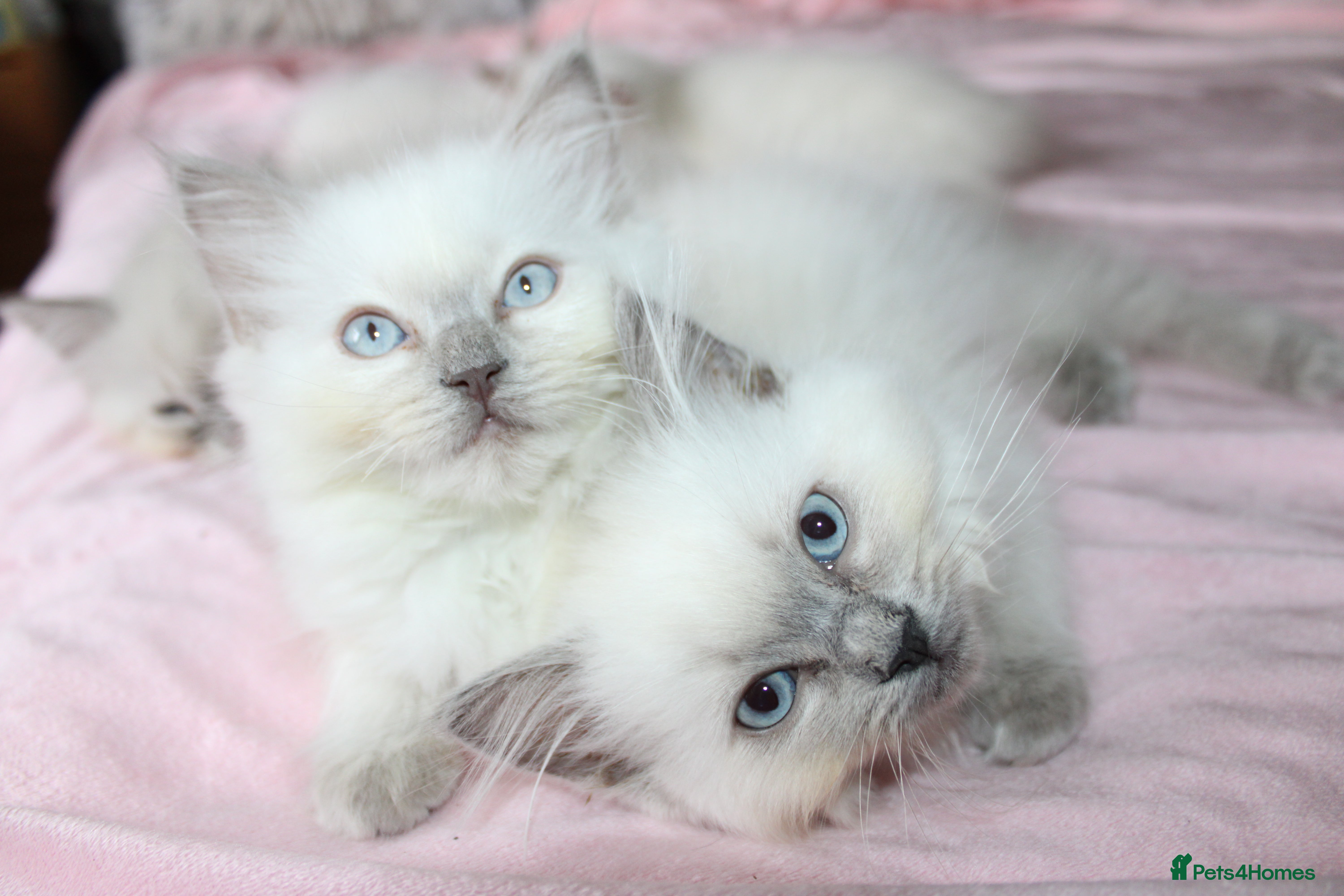 Ragdoll cats GCCF registered Ragdolls  - Advert 1