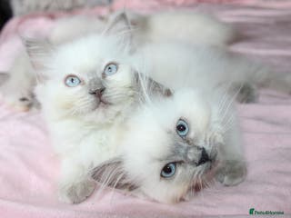 Ragdoll cats GCCF registered Ragdolls - Advert 1