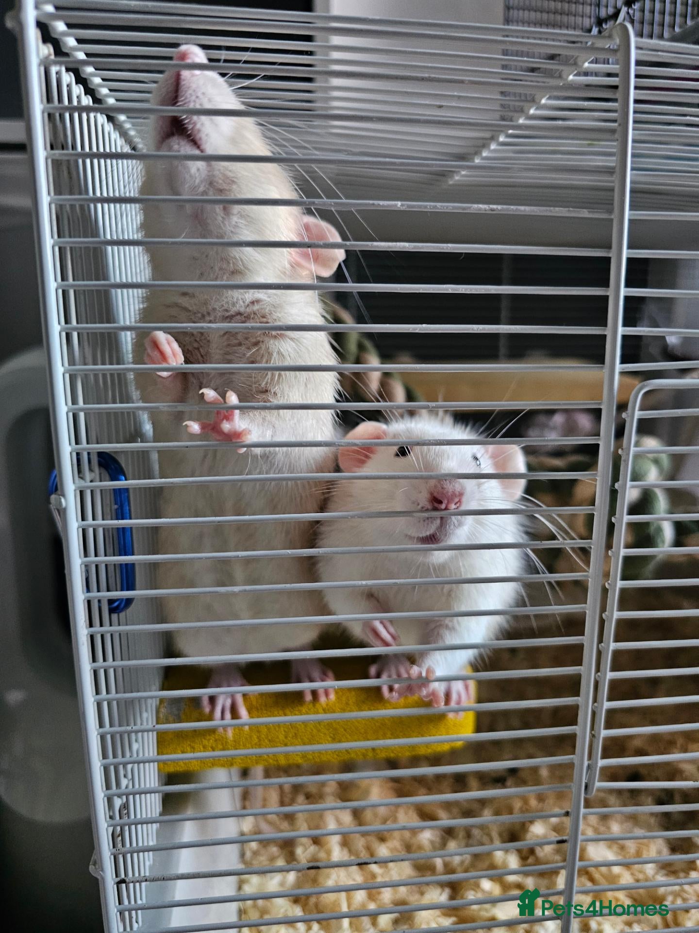 Rat rodents 2 cute rats - Advert 4