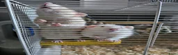 Rat rodents for sale: 2 cute rats in Chorley - Advert 1