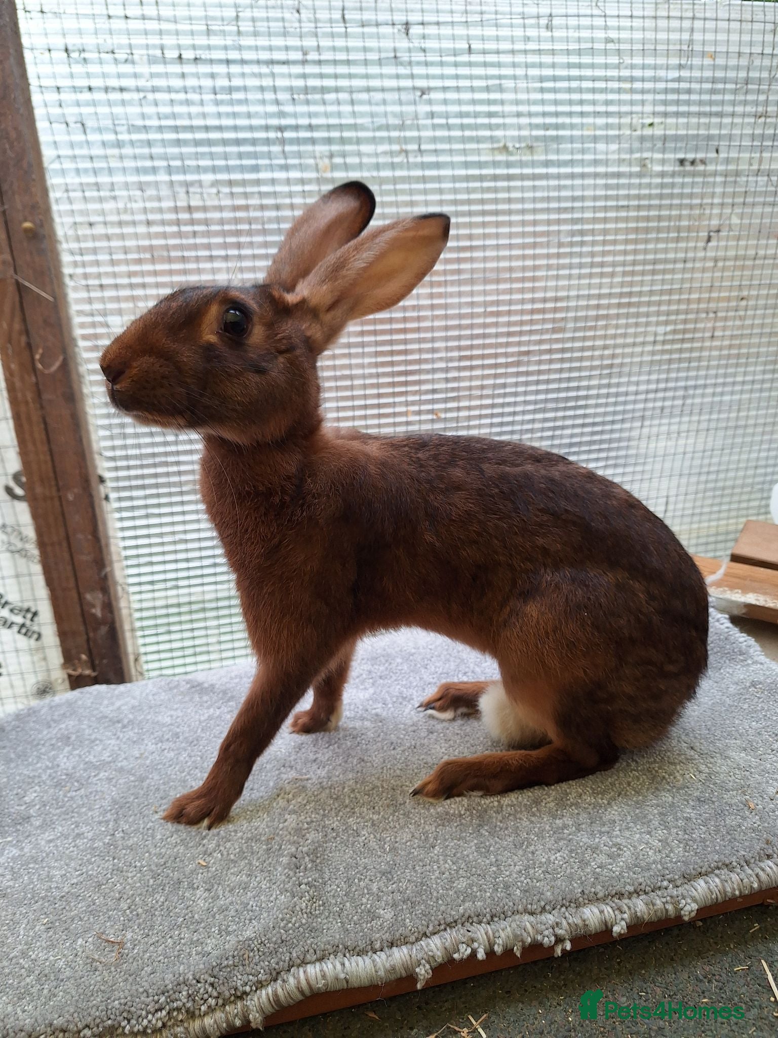 Belgian Hares rabbits Young Belgian Hare Doe for sale  - Advert 1