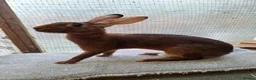 Belgian Hares rabbits for sale: Young Belgian Hare Doe for sale  - Advert 1