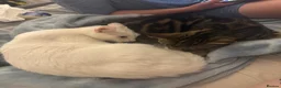 British Shorthair cats for sale: 2 male kittens for sale. - Advert 2