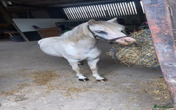 Welsh Section A horses for sale: Barbarossa dream time - Image 7