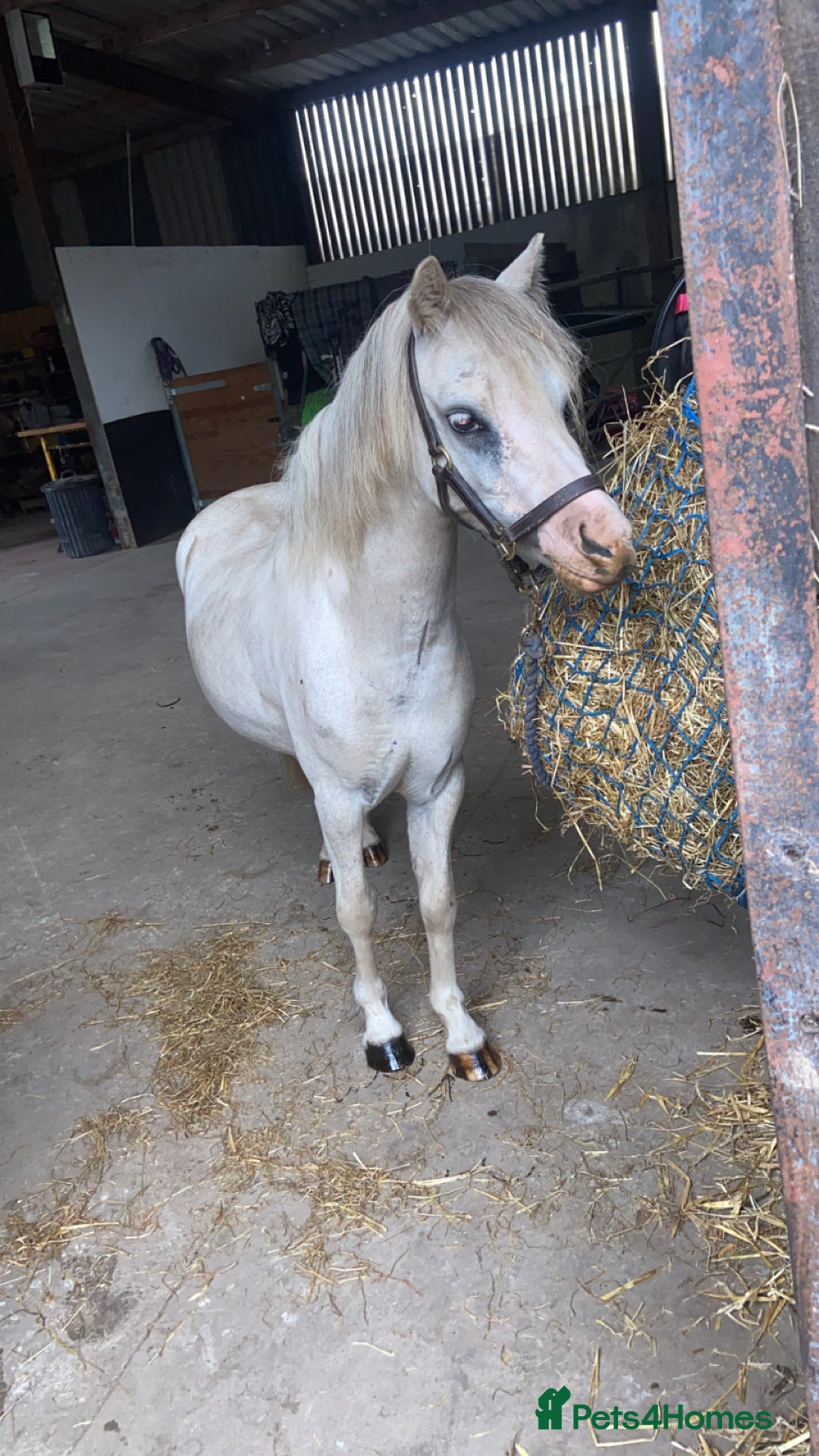 Welsh Section A horses for sale: Barbarossa dream time - Image 7