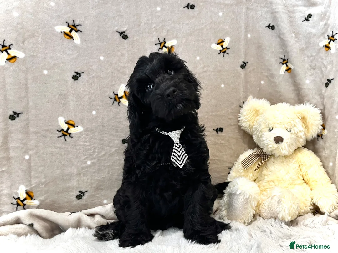 Cockapoo dogs for sale: 🏆CHAMPION LINES🌟 SHOWTYPE Miniature F1 Cockapoos - Advert 1