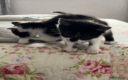 Mixed Breed cats for sale: Two orphaned kittens  - Image 10