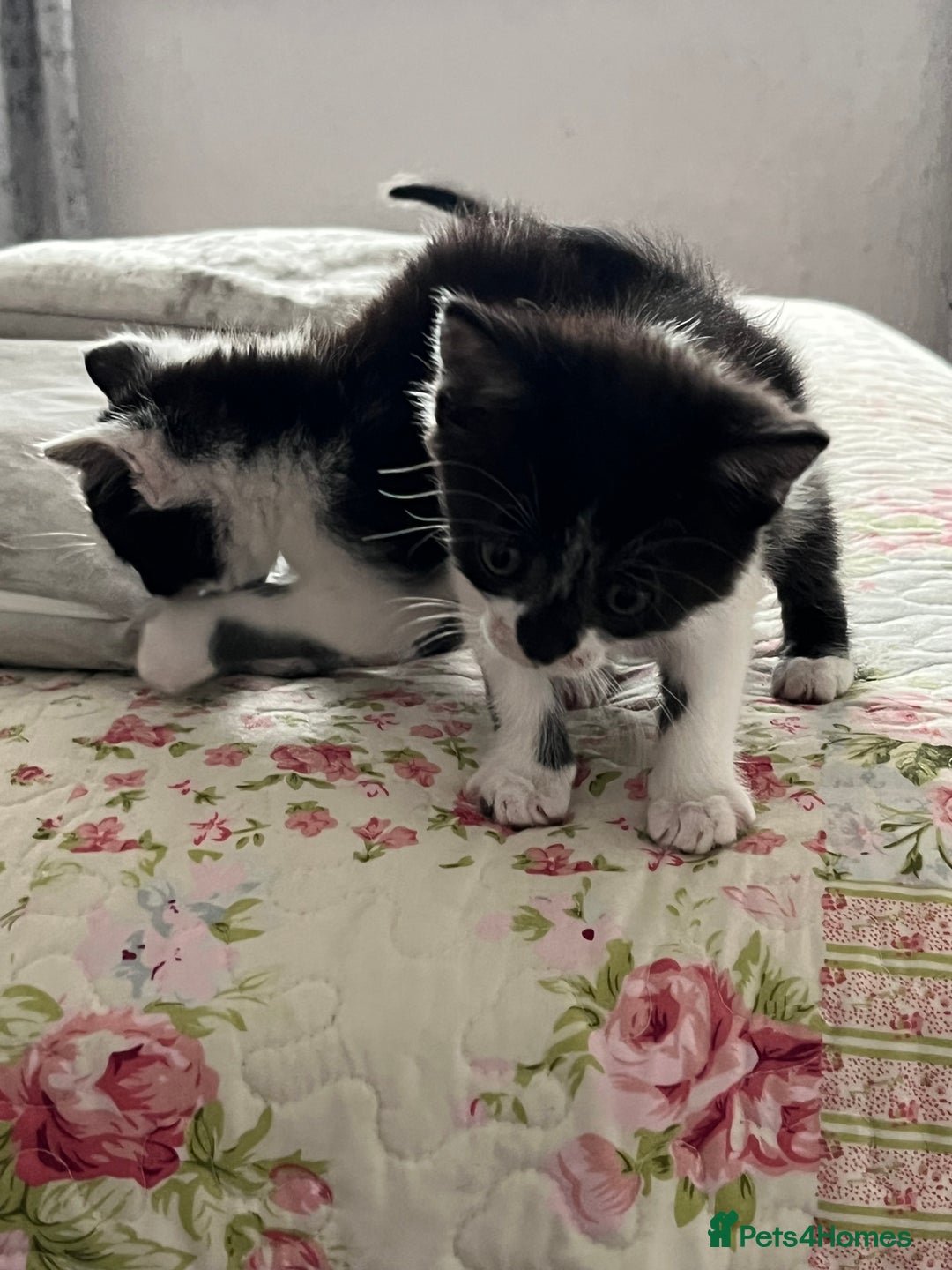 Mixed Breed cats for sale: Two orphaned kittens  - Image 10