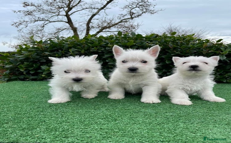West Highland Terrier dogs - Advert 3