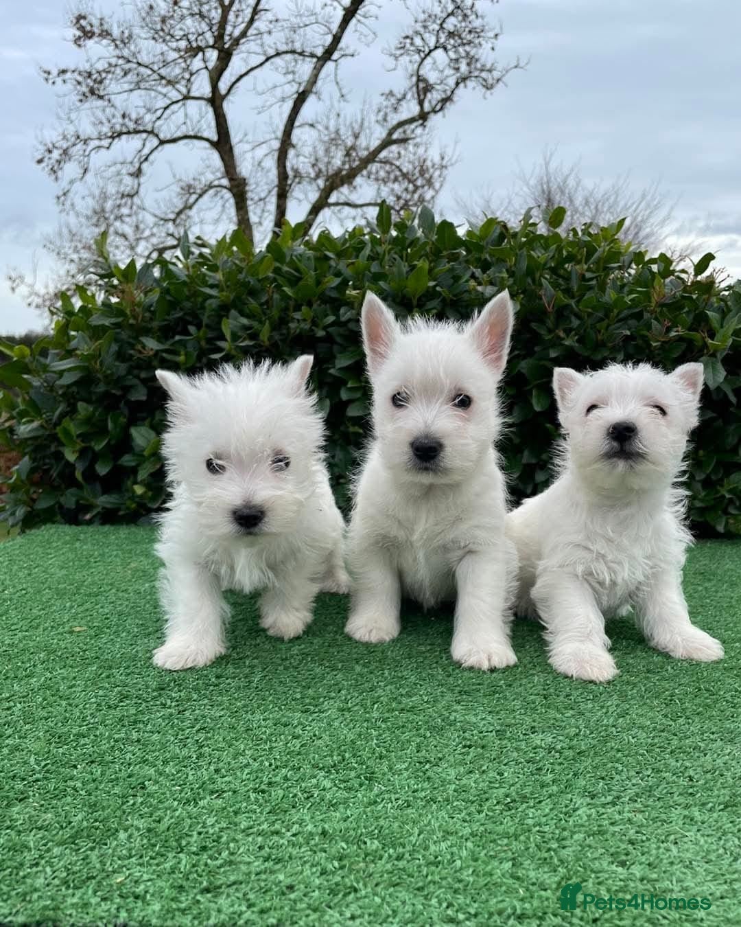 West Highland Terrier dogs for sale: Stunning West Highland puppies - Image 1