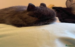 Netherland Dwarf rabbits for sale: Real Netherland Dwarf High Quality Babies  - Image 5