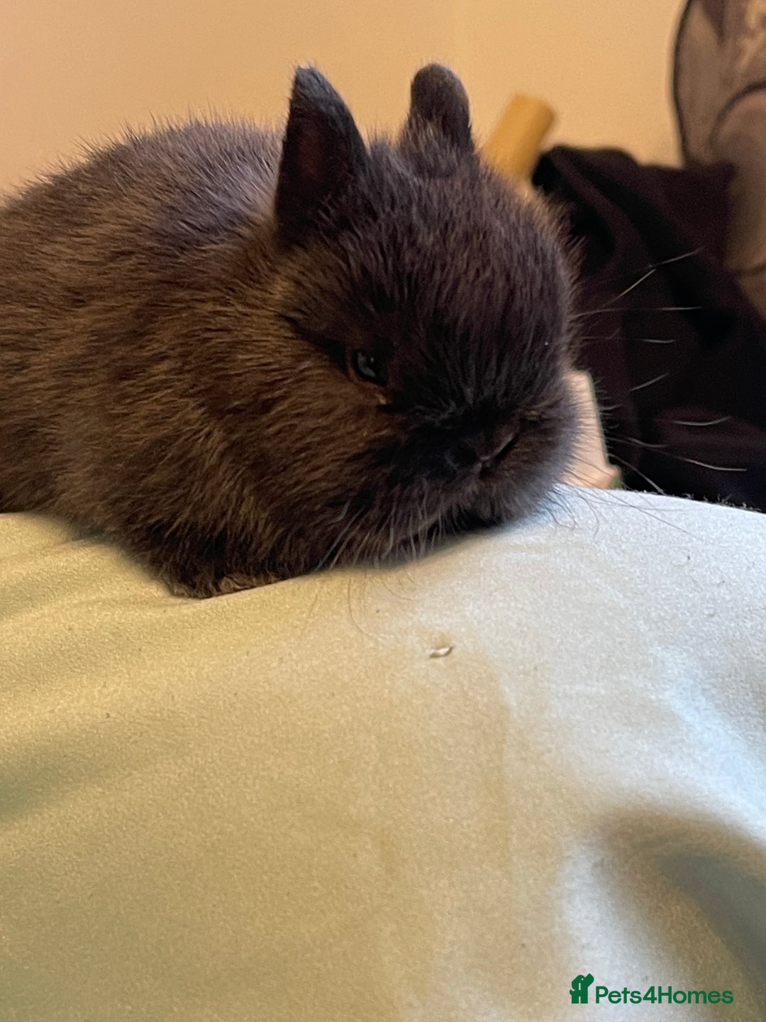 Netherland Dwarf rabbits for sale: Real Netherland Dwarf High Quality Babies  - Image 5