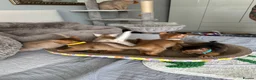 Abyssinian cats for sale: Abyssinian kittens  - Advert 6